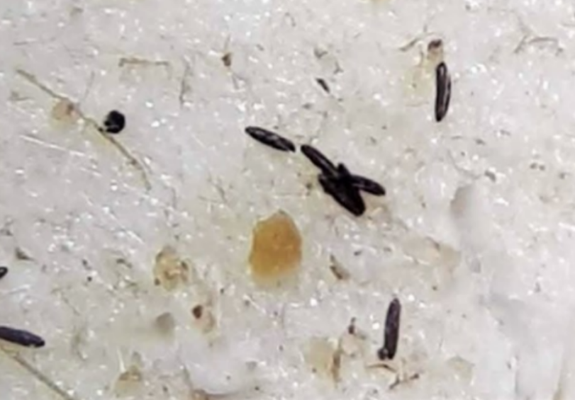 Ovos dos flebotomíneos