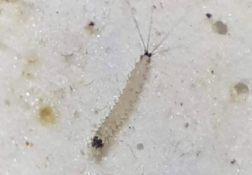 Larvas de flebotomíneos