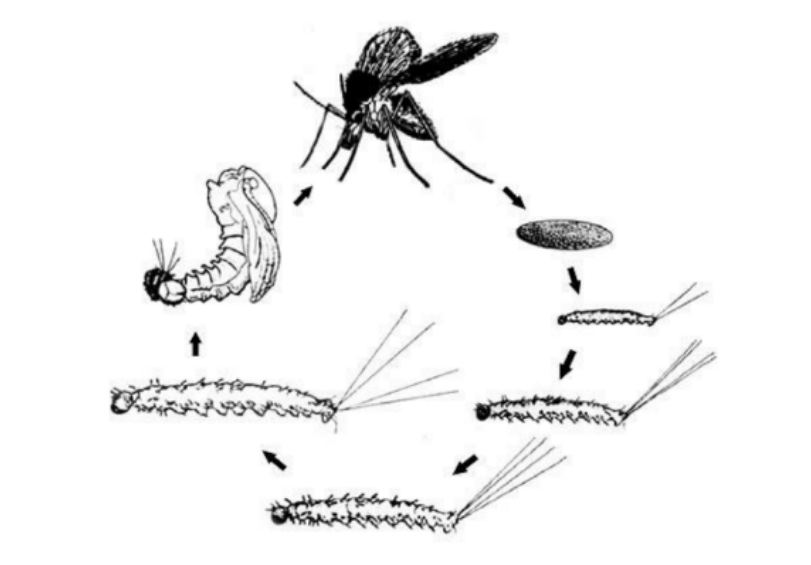 Larvas de flebotomíneos