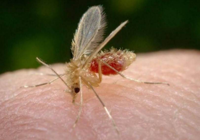 Larvas de flebotomíneos