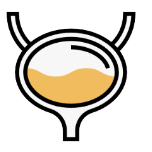 Bexiga