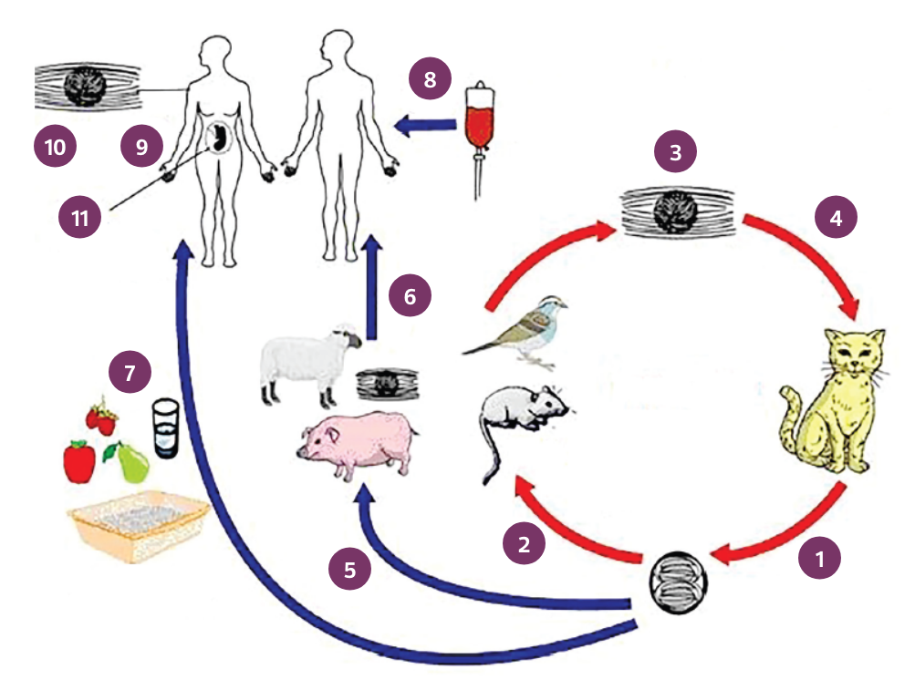 Ciclo evolutivo
